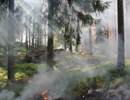 Early Warning Systems for Integrated Ecosystem Management and Civil Protection – Monitoring and Risk Dynamic Mapping (Fires)