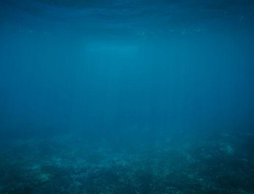 Biogeochemical Transformation of Organic and Inorganic Contaminants in Yucatan Cenotes